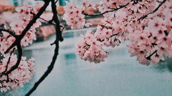 blooming cherry blossoms